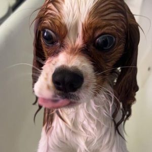 Meet your Posher, Aliya